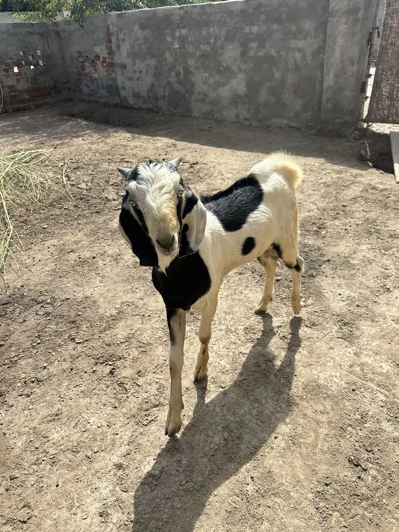 Bakra — photo 6