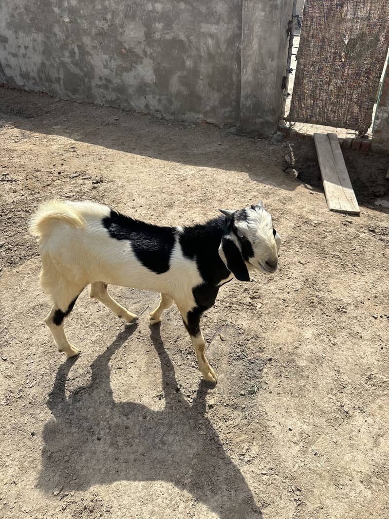 Bakra 6