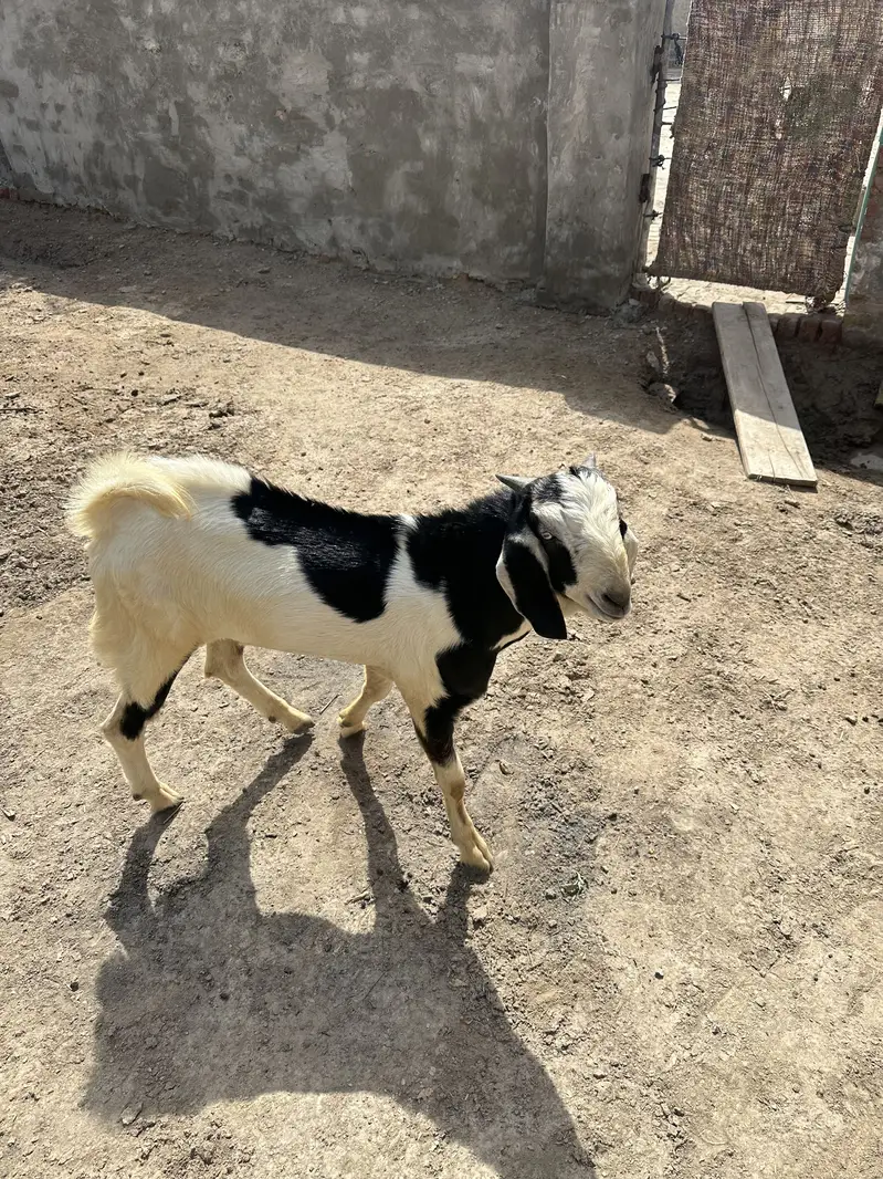 Bakra — photo 7