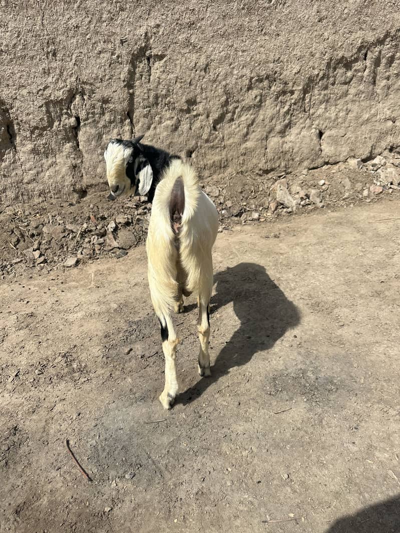 Bakra 8