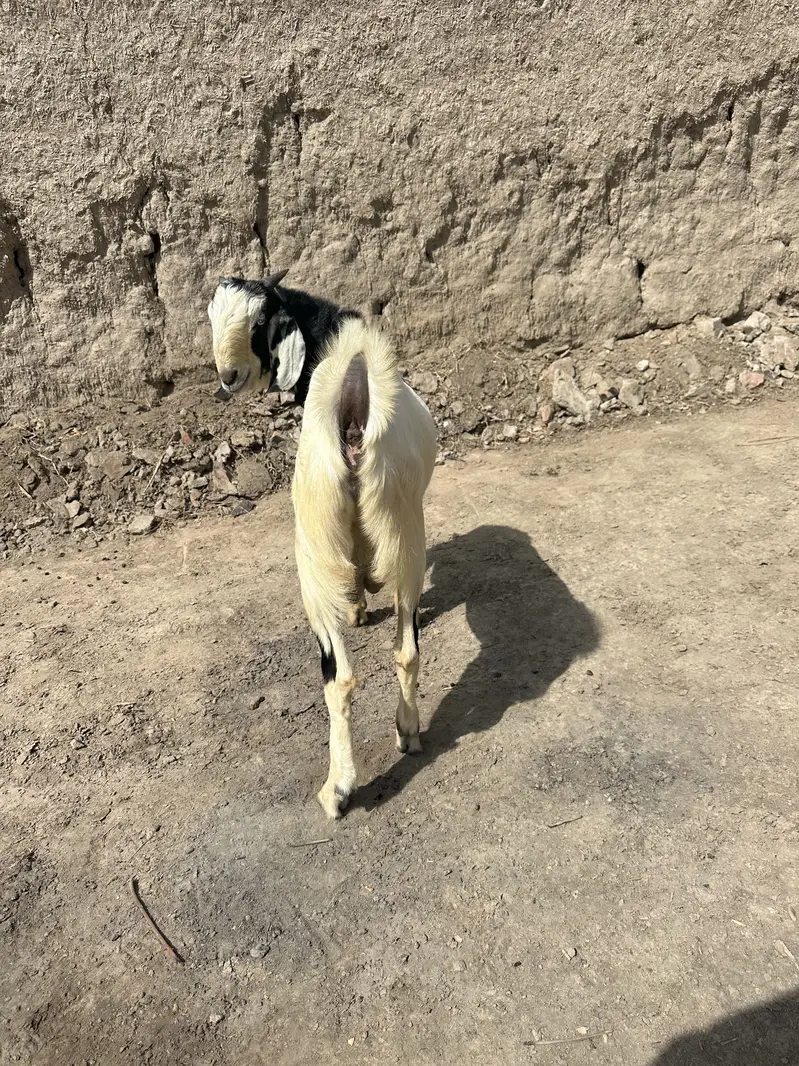 Bakra — photo 9