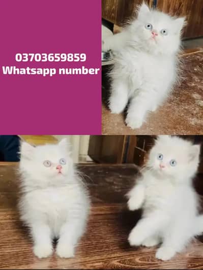Persian Female kitten for sale