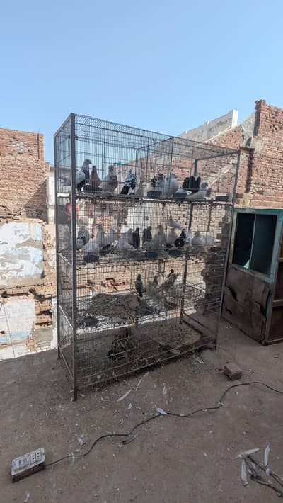 cage with birds