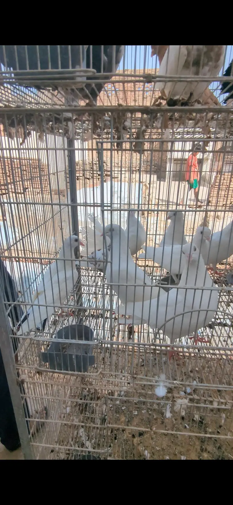 cage with birds — photo 3