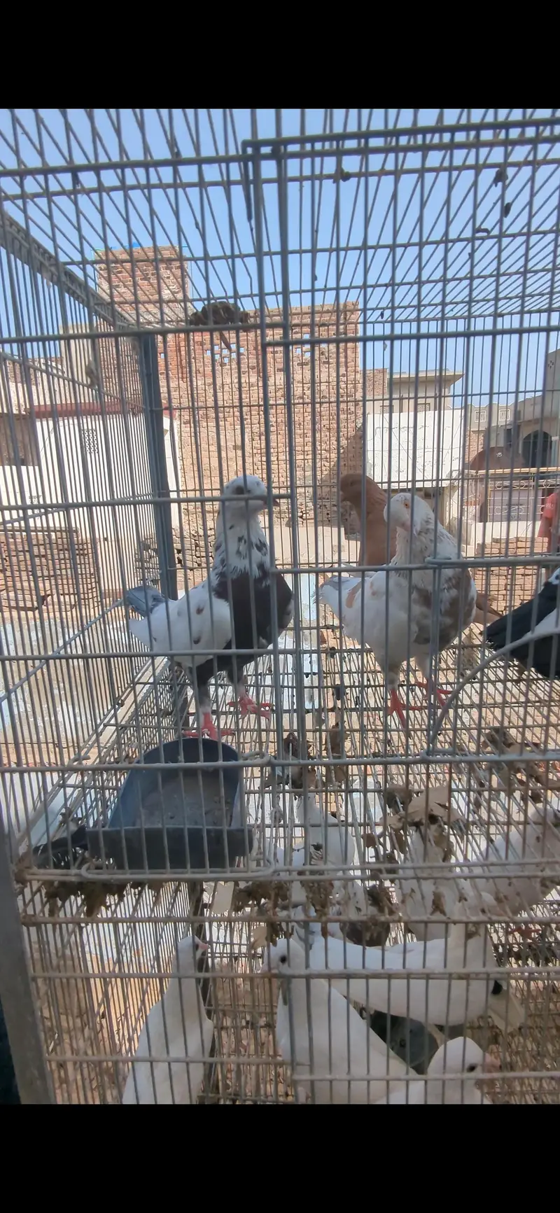 cage with birds — photo 4