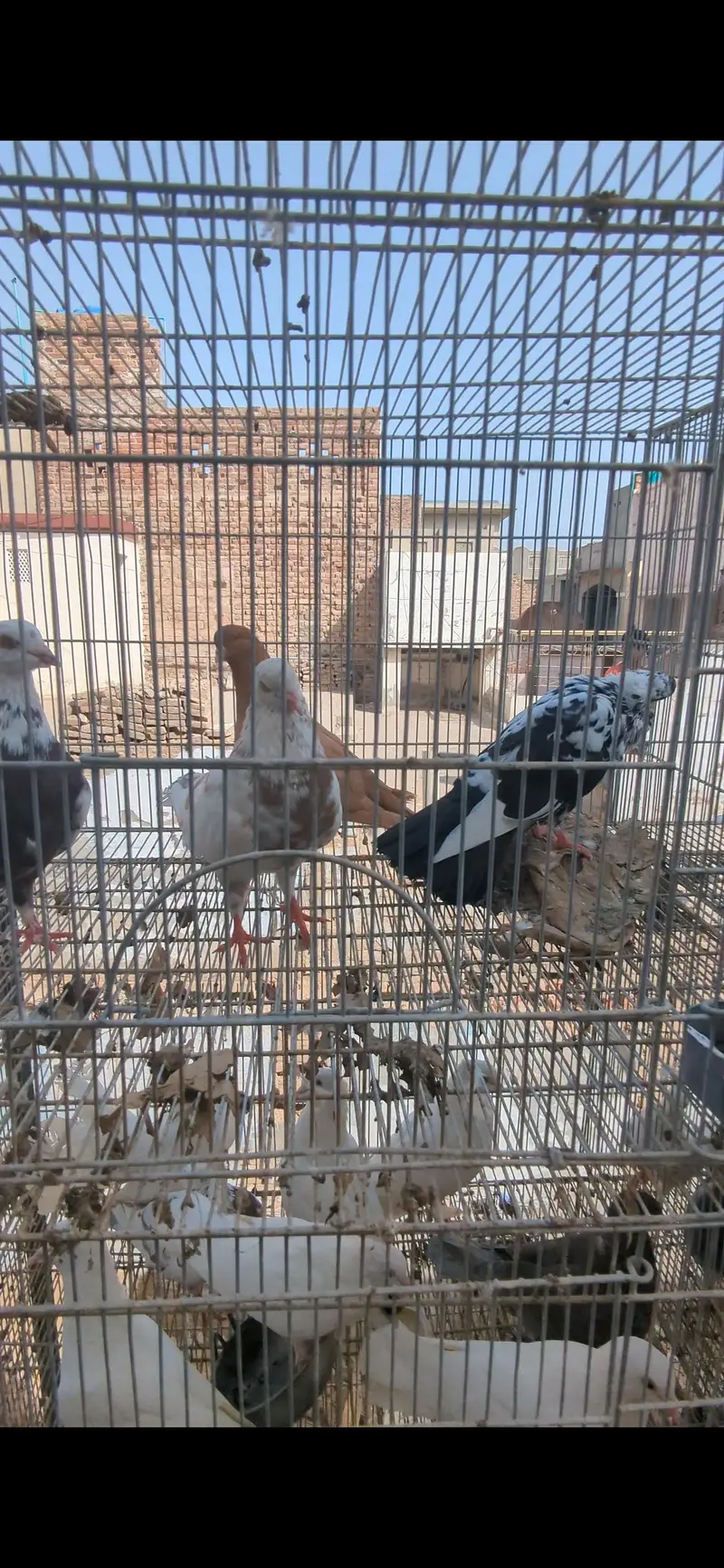 cage with birds — photo 5
