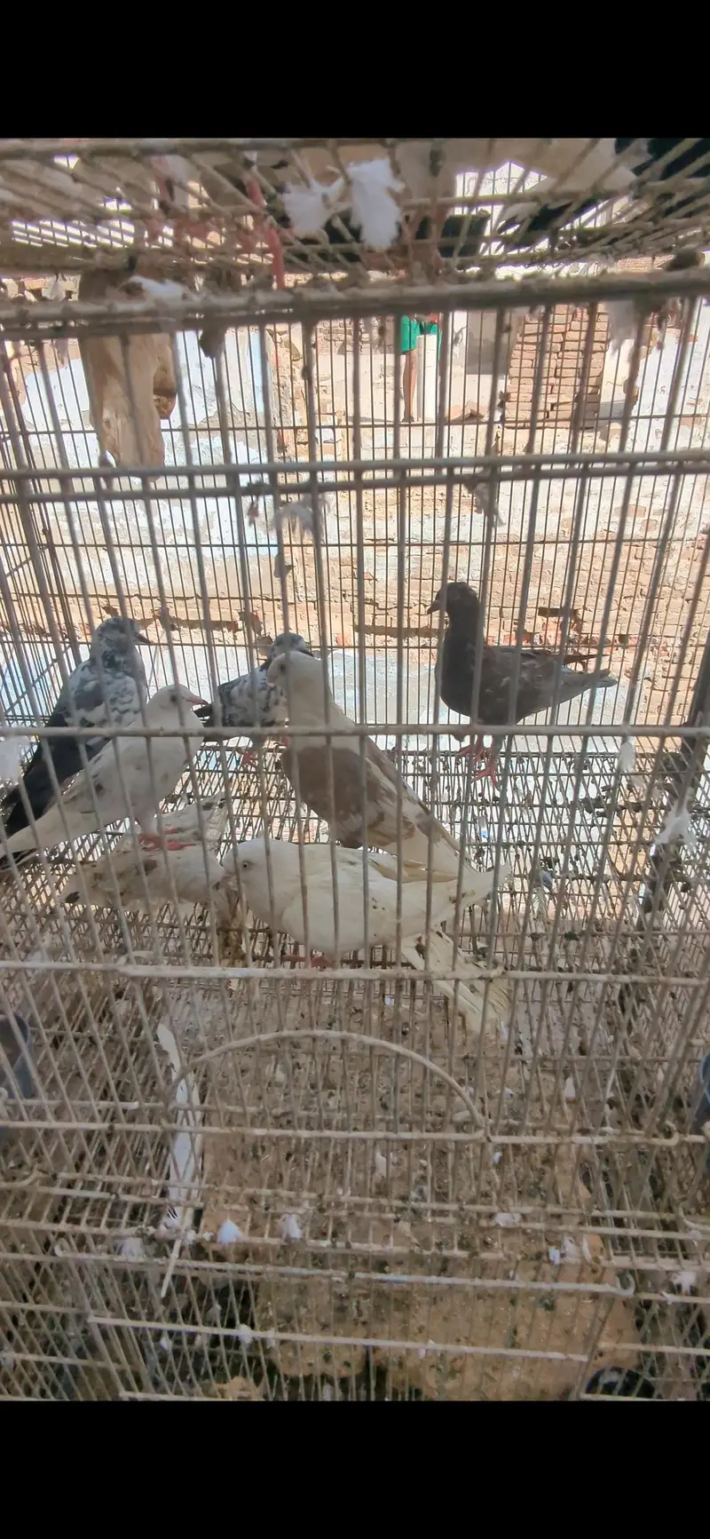cage with birds — photo 6