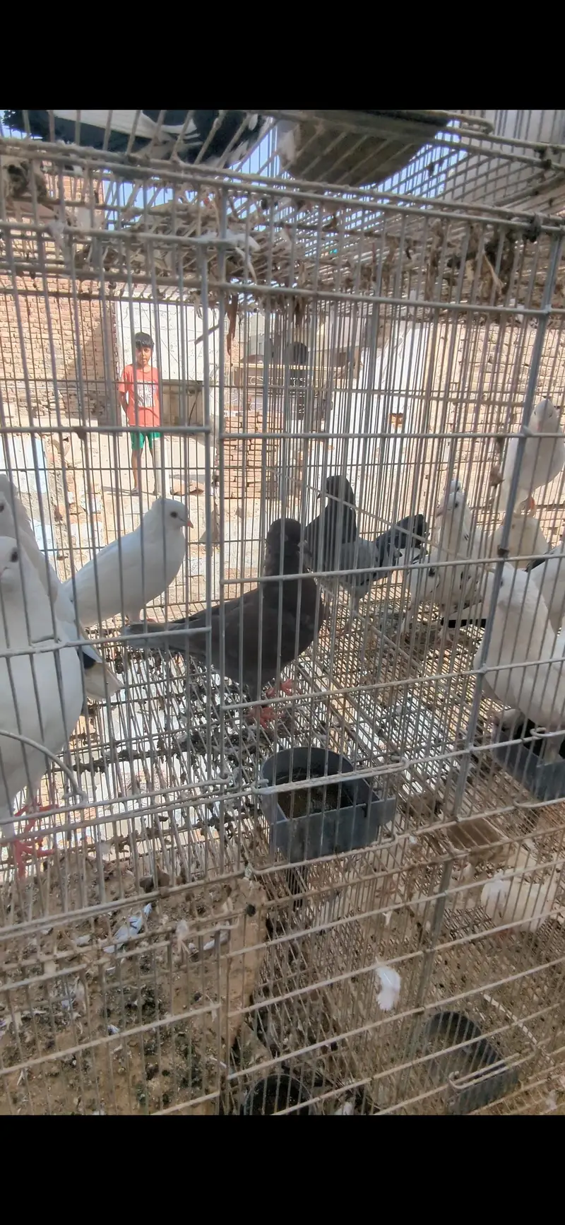 cage with birds — photo 7