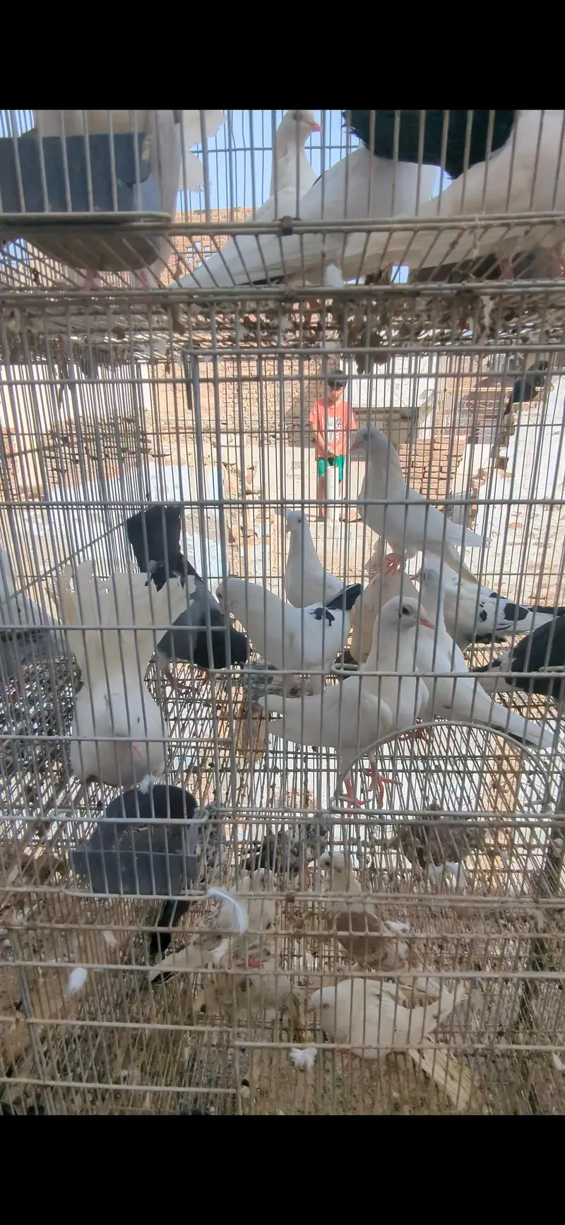 cage with birds — photo 8