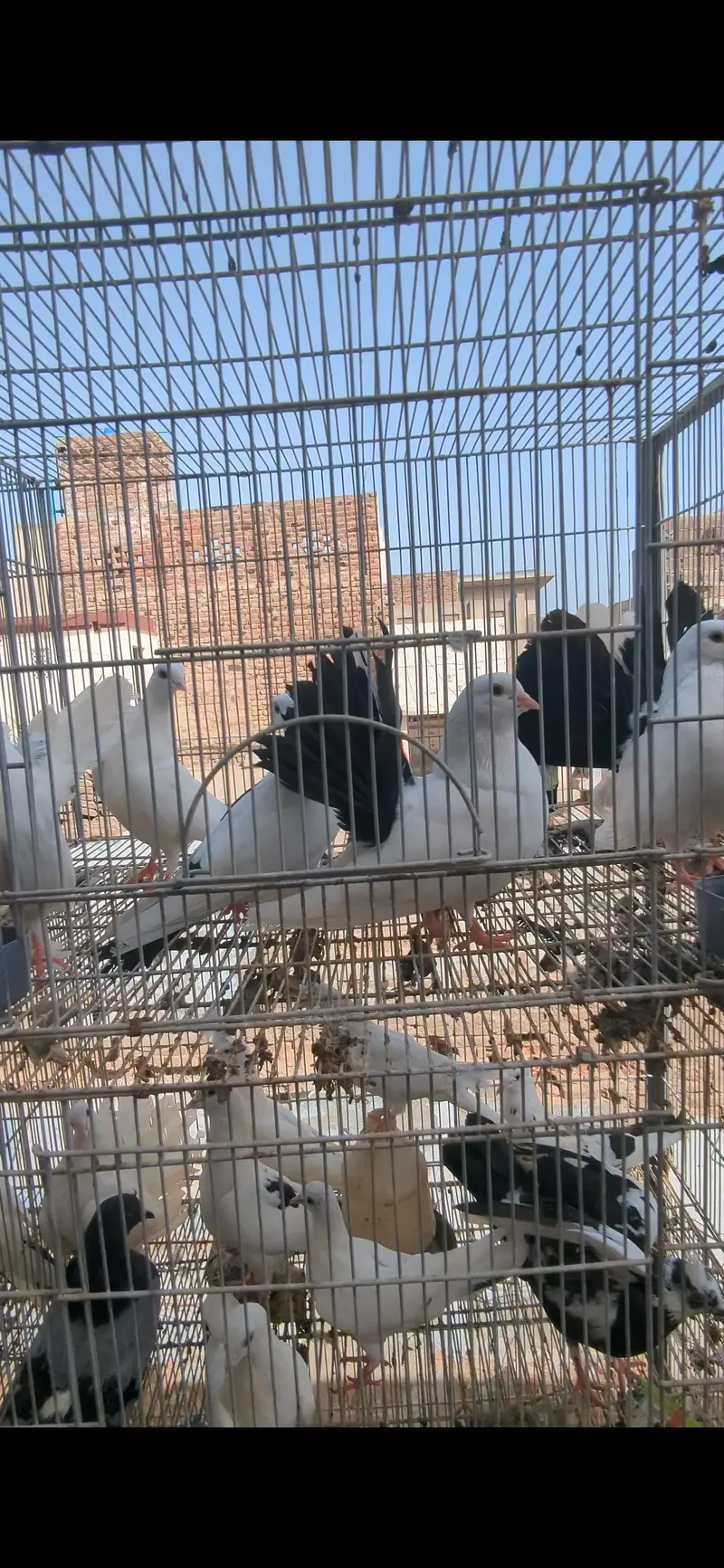 cage with birds — photo 9