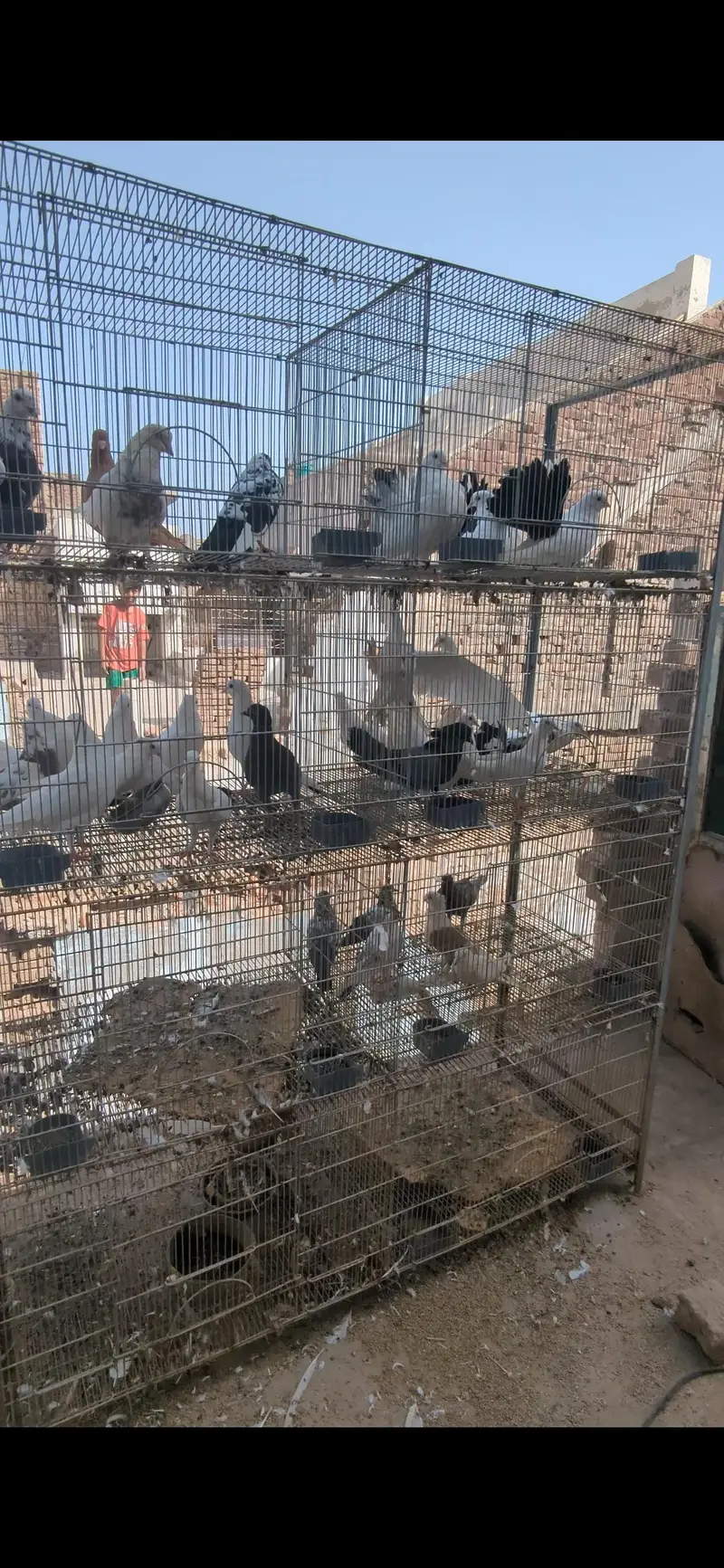 cage with birds — photo 10
