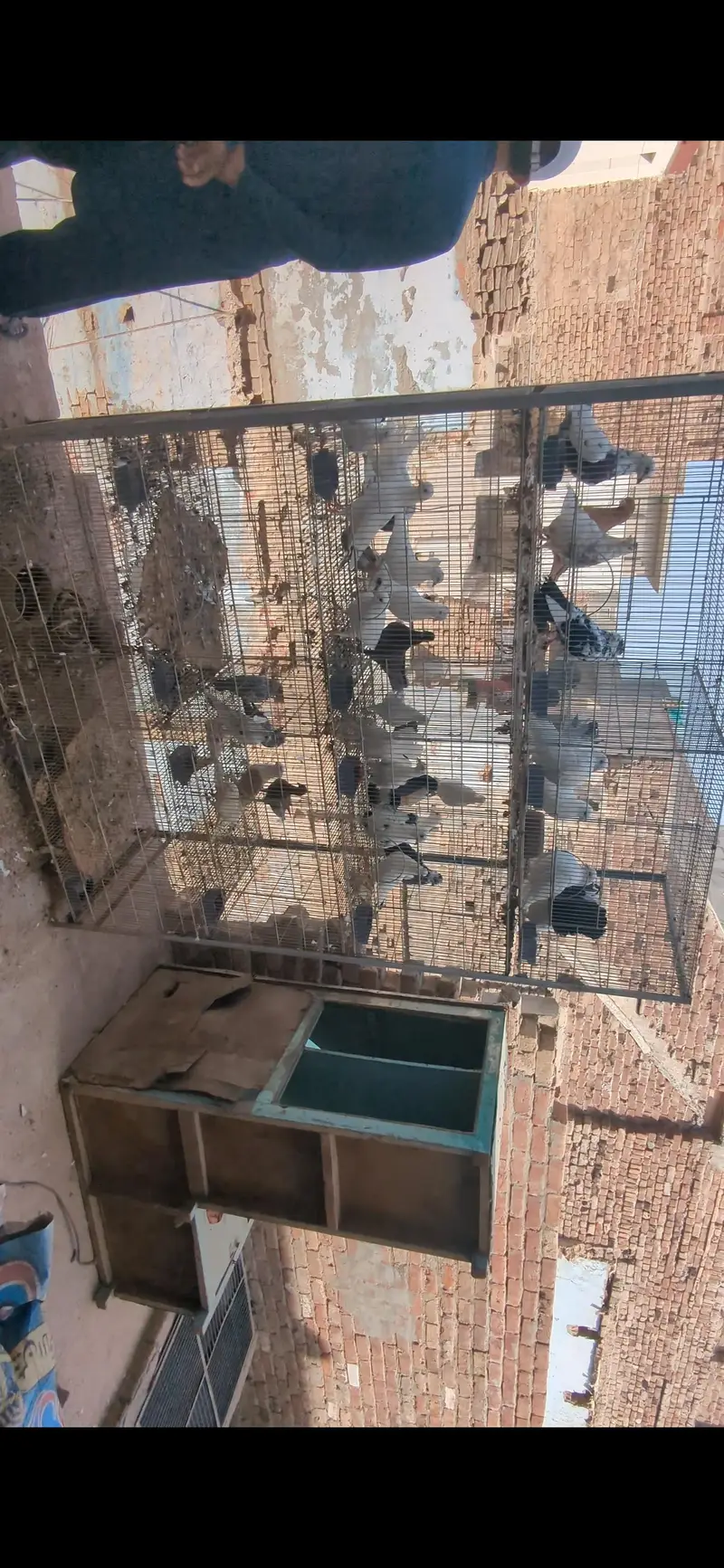 cage with birds — photo 11