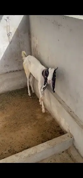 bht khoobsurat ghar ki pali hui hai — photo 4