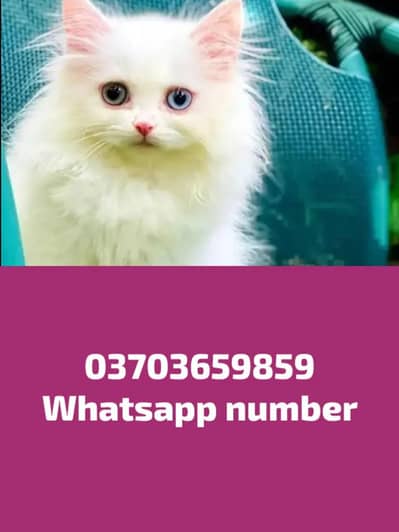 Persian Female kitten for sale