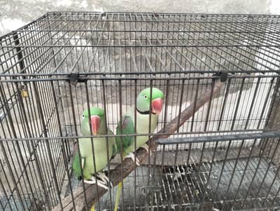 raw parrot pair