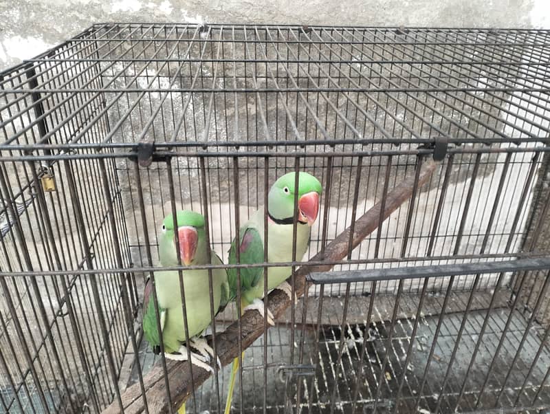 raw parrot pair 0