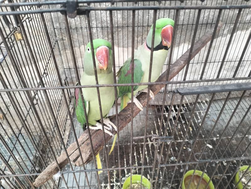 raw parrot pair 1