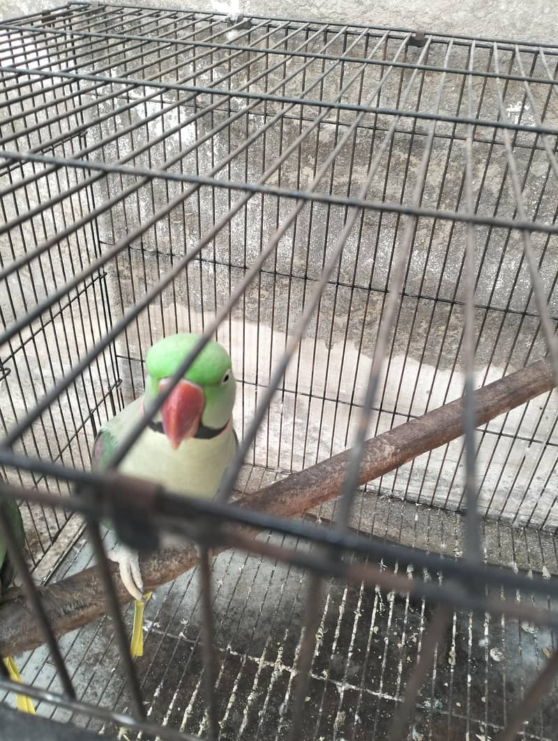 raw parrot pair 2