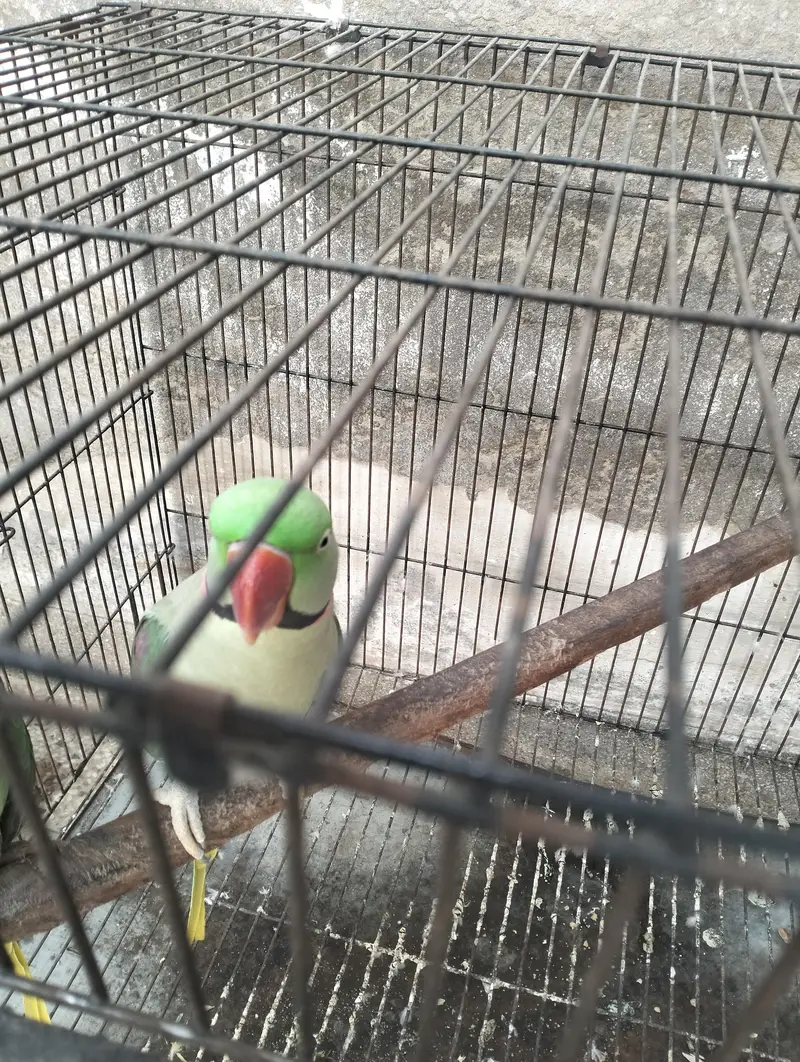 raw parrot pair — photo 3