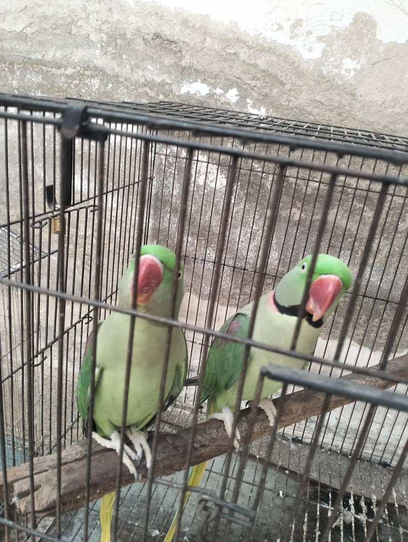 raw parrot pair 3