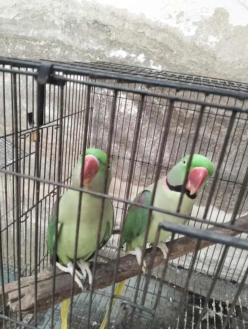 raw parrot pair — photo 4