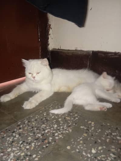 Perahian cat double coat beutiful Female