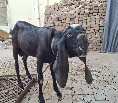 Beetal Male for Sale