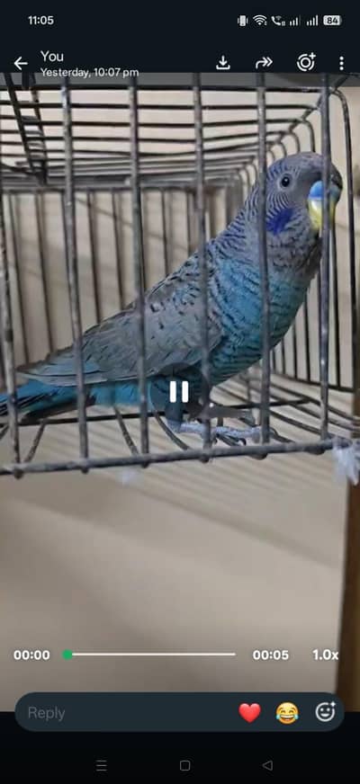 combo male
