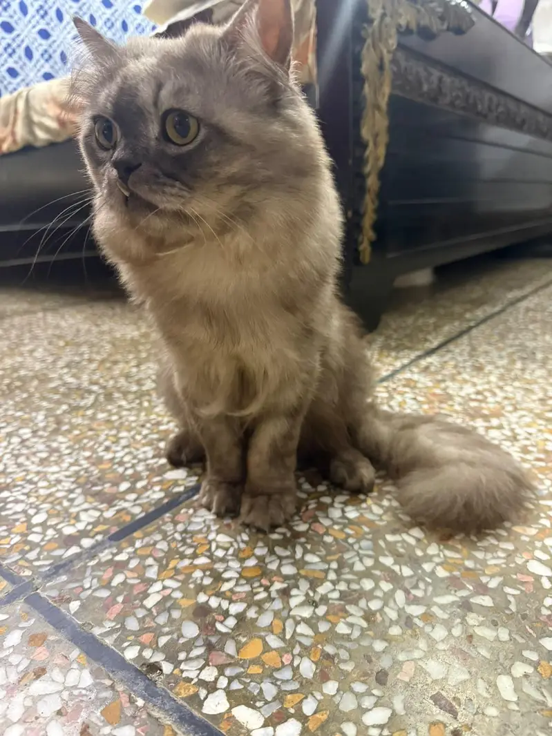 cat for sale — photo 2
