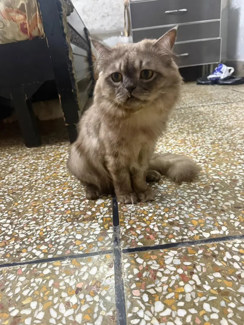 cat for sale — photo 3