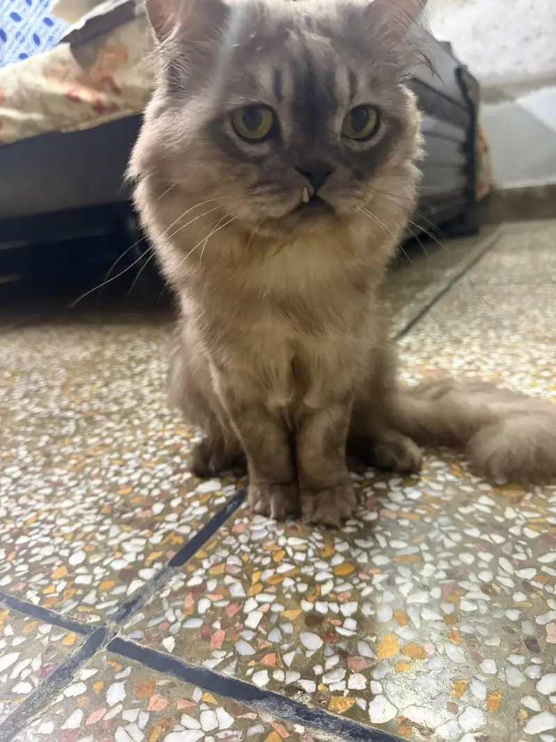 cat for sale — photo 4