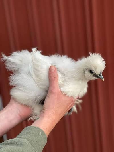 fancy hens / Light Sussex / Golden Buff / Ayam Cemani / fancy chicks