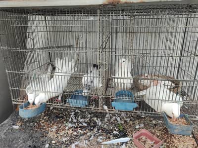 Lakha Cross / Fantail Cross Pigeons (Breeding Pair & Chicks)