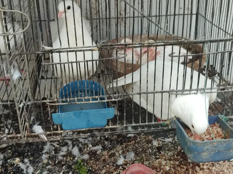 Lakha Cross / Fantail Cross Pigeons (Breeding Pair & Chicks) — photo 2