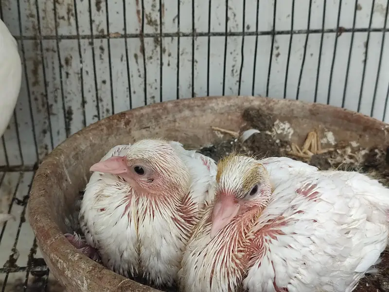 Lakha Cross / Fantail Cross Pigeons (Breeding Pair & Chicks) — photo 3