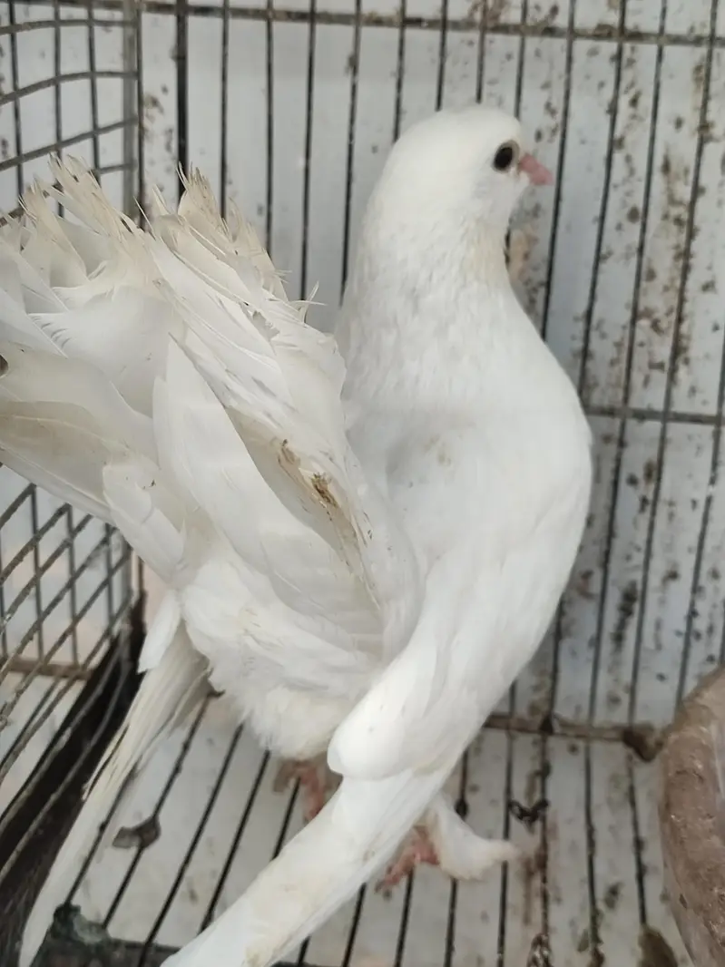 Lakha Cross / Fantail Cross Pigeons (Breeding Pair & Chicks) — photo 4