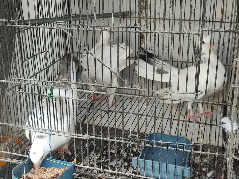 Lakha Cross / Fantail Cross Pigeons (Breeding Pair & Chicks) — photo 5