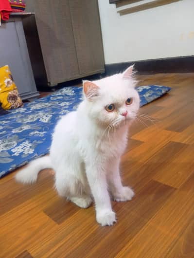 Perahian cat double coat beutiful Female