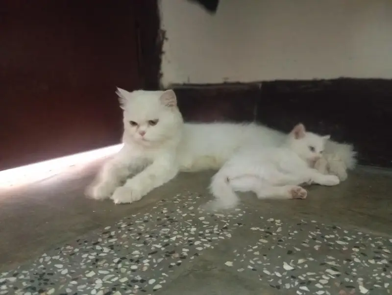 Perahian cat double coat beutiful Female — photo 2