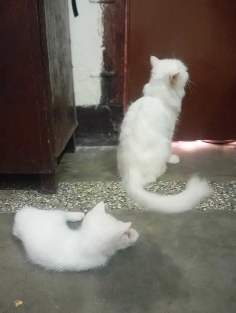 Perahian cat double coat beutiful Female — photo 3