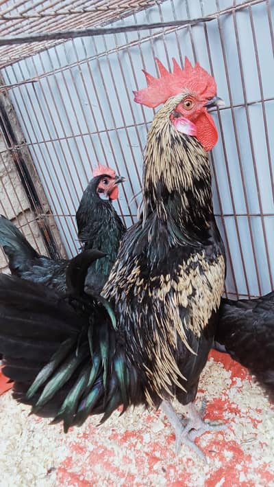 Australorp healthy and active