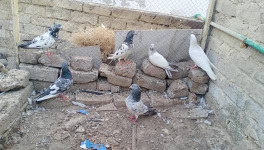 total 7 ha or 2 bachy ha.