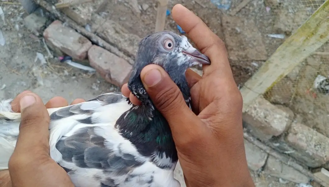 total 7 ha or 2 bachy ha. — photo 2