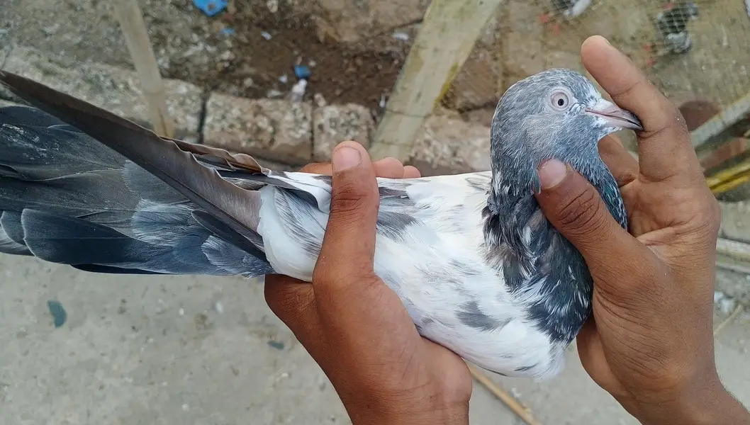 total 7 ha or 2 bachy ha. — photo 4