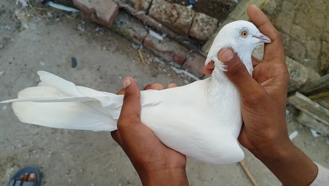 total 7 ha or 2 bachy ha. — photo 5