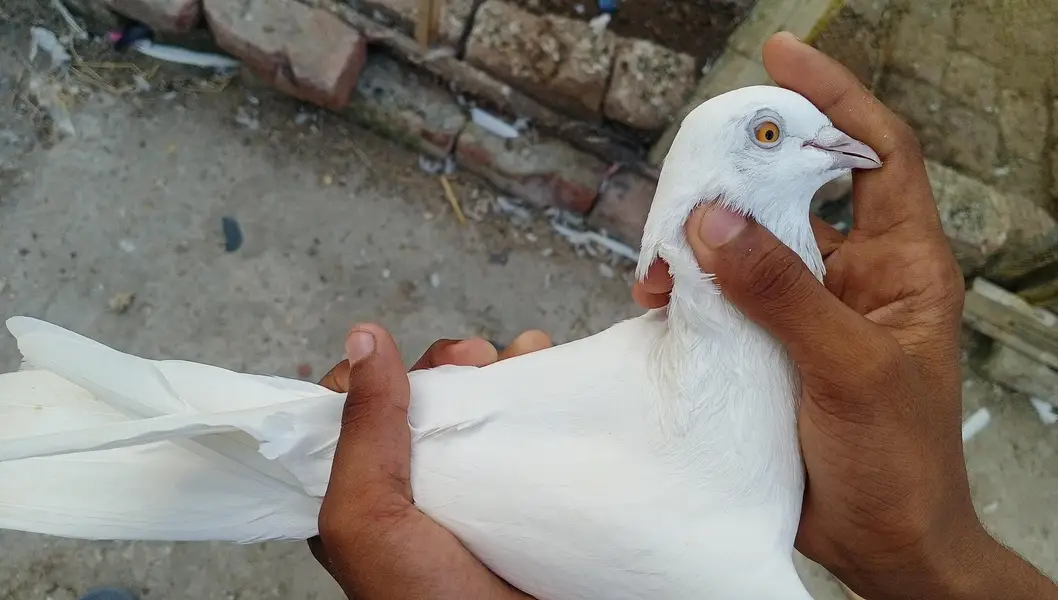total 7 ha or 2 bachy ha. — photo 6