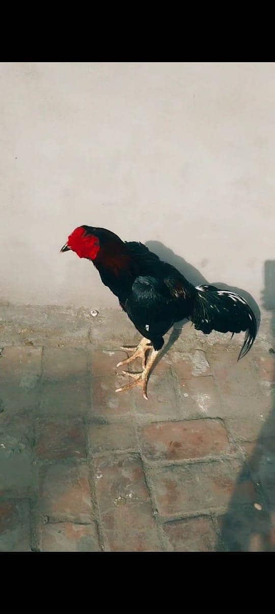 Ali aseel 5
