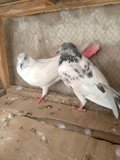 2 kabootar pairs for sale