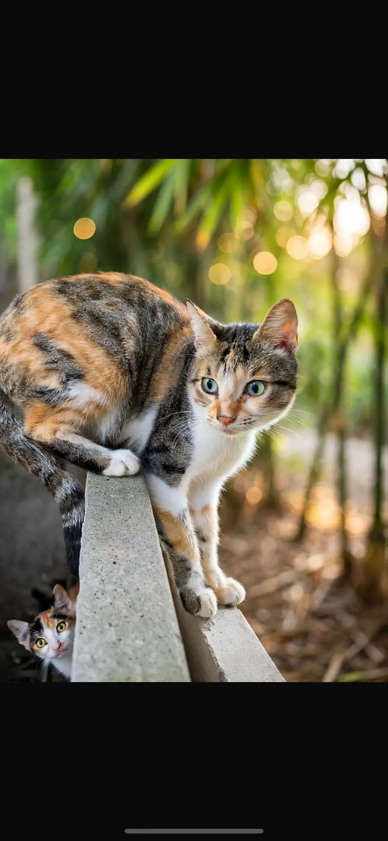 HOME BREED — photo 2