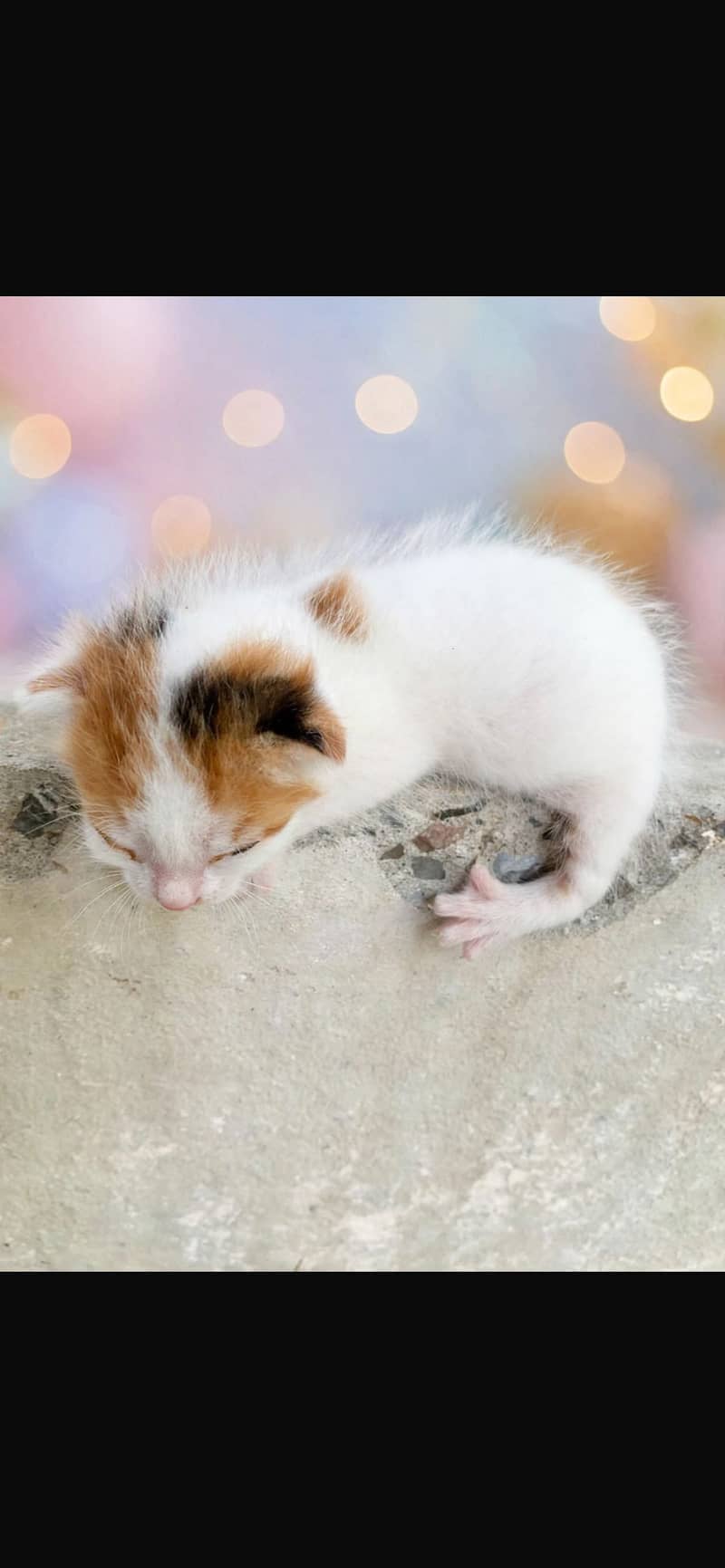 HOME BREED 3